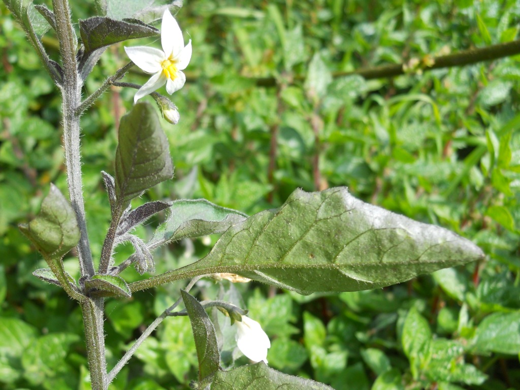 Fiore bianco 2 - Solanum sp.